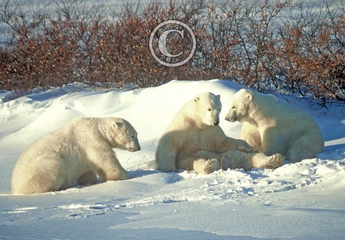 Polar Bears DM0105